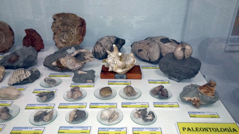 Colección-de-paleontología-Plioceno