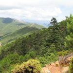 El pinsapar de los Reales en el valle del Genal